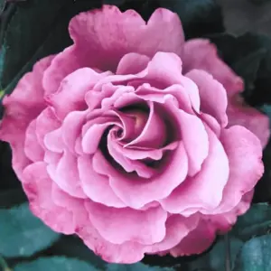 Purple Rose Bush Live Plant - Hardy Fragrant Flower, 5-10 Inch Tall, Ideal for Outdoor Planting