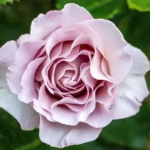 Purple Rose Live Plant 5-10” Tall Fragrant Shrub for Outdoor Garden Beds & Containers