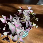 Purple Shamrock Bulbs 5 Pack Oxalis Triangularis Lucky Clover Plant Corms