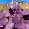 Purple Shamrock Bulbs Oxalis Triangularis Live Plant Corms - 5 Count Purple Foliage