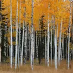 Quaking Aspen Live Plant Trees - 8-16 Inch Seedlings for Outdoor Garden, Ready to Plant