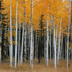 Quaking Aspen Live Plant Trees - 8-16 Inch Seedlings for Outdoor Garden, Ready to Plant