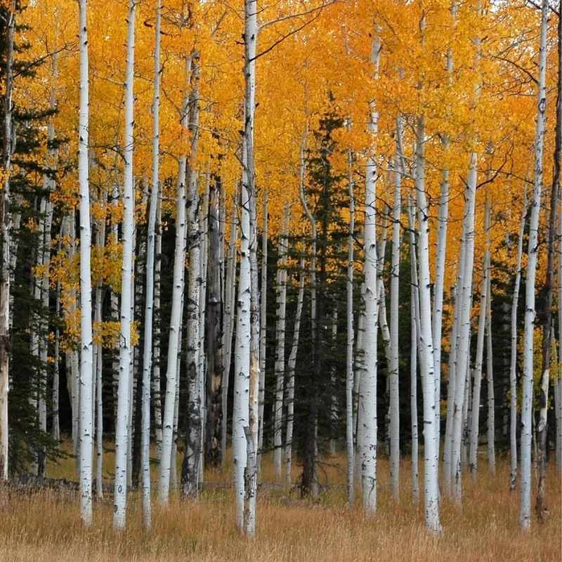 Quaking Aspen Live Plant Trees - 8-16 Inch Seedlings for Outdoor Garden, Ready to Plant
