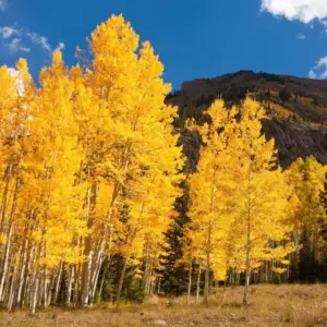 Quaking Aspen Live Plant Trees - 8-16 Inch Seedlings for Outdoor Garden, Ready to Plant