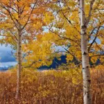 Quaking Aspen Live Plant Trees - 8-16 Inch Seedlings for Outdoor Garden, Ready to Plant