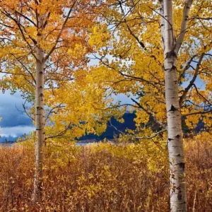 Quaking Aspen Live Plant Trees - 8-16 Inch Seedlings for Outdoor Garden, Ready to Plant