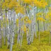 Quaking Aspen Trees Live Plants - 3 Pack 18-24 Inch Tall Bare Root Seedlings