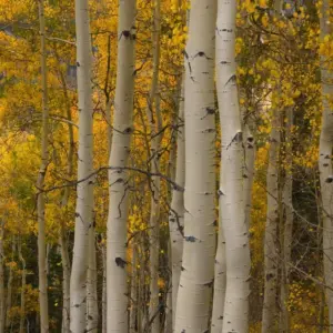 Quaking Aspen Trees Seedlings 18-24 Inch Bare Root Live Plants for Outdoor Garden (6 Pack)