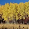 Quaking Aspen Trees Seedlings Live Plants 8-16 Inches Ready to Grow 3 Pack Deciduous Tree