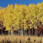 Quaking Aspen Trees Seedlings Live Plants 8-16 Inches Ready to Grow 3 Pack Deciduous Tree