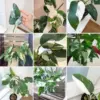 Rare Variegated Philodendron Live Plant, Houseplant, 4-8 Inch, White Variegated, Home Office Decor