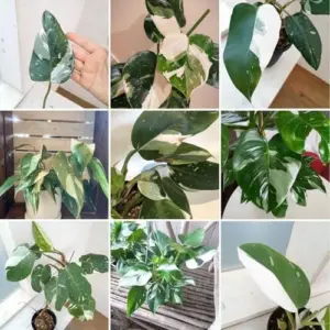 Rare Variegated Philodendron Live Plant, Houseplant, 4-8 Inch, White Variegated, Home Office Decor