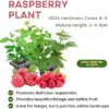 Raspberry Plant Live 4-Pack for Planting - Edible Berries 5-10" Tall - Fruit Bush