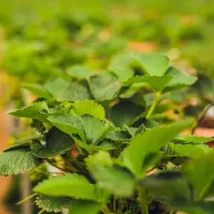 Raspberry Plants Live 5-10 Inches Tall, Purple Edible Sweet Fruit Bushes for Planting