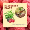 Raspberry Plants Live - Pack of 3 Bushes, 5-10 In. Tall - Fruit Trees for Home Gardens