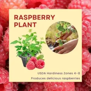 Raspberry Plants Live - Pack of 3 Bushes, 5-10 In. Tall - Fruit Trees for Home Gardens