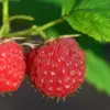 Raspberry Plants Live for Planting, Ever Bearing Red Raspberry Bushes, 5-10 Inches Tall