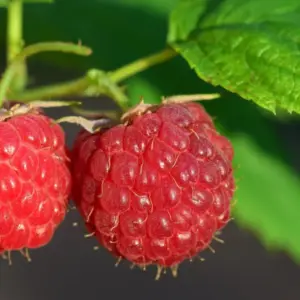Raspberry Plants Live for Planting, Ever Bearing Red Raspberry Bushes, 5-10 Inches Tall
