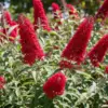 Red Butterfly Bush Live Plant 5-7 Inch Tall Buddleia Shrub Ready to Plant Outdoor