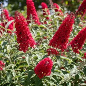 Red Butterfly Bush Live Plant 5-7 Inch Tall Buddleia Shrub Ready to Plant Outdoor