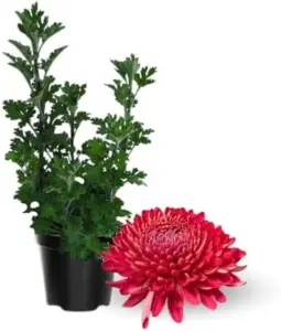 Red Chrysanthemum Flower Plant Live, 5-7 Inch Well Rooted Mum for Gardening, USDA Zones 5-9