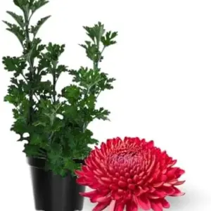 Red Chrysanthemum Flower Plant Live, 5-7 Inch Well Rooted Mum for Gardening, USDA Zones 5-9