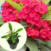 Red Crown of Thorns Plant Live, 1 Year Old Euphorbia Milii Succulent, Potted Houseplant, Indoor Outdoor, Year-Round Blooms