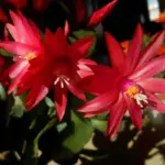 Red Easter Cactus Live Plant 4-6" Tall Indoor Garden Spring Blooming Houseplant