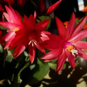 Red Easter Cactus Live Plant 4-6" Tall Indoor Garden Spring Blooming Houseplant