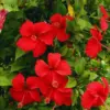Red Hibiscus Plant Live 8-10 Inch Tall Perennial Flower Hardy Tree
