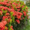 Red Ixora Plants Live, Flowering Bush Shrub, 5-9” Tall, Tropical, Well-Rooted