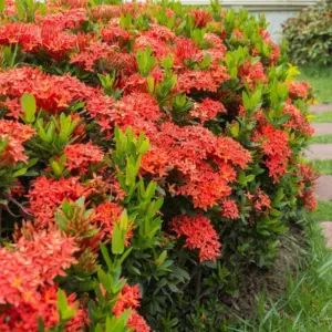 Red Ixora Plants Live, Flowering Bush Shrub, 5-9” Tall, Tropical, Well-Rooted