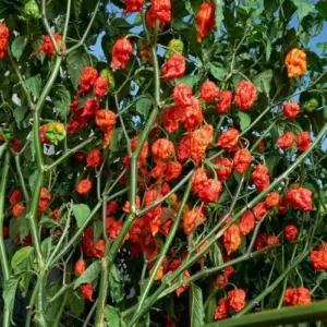 Red Jolokia Ghost Hot Pepper Live Plants - 6 Pack, 90 Days Old, Ready to Plant for Spring Gardening