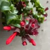 Red Lipstick Plant Live Vine 4 Inch Pot Red Aeschynanthus for Indoor Outdoor Garden