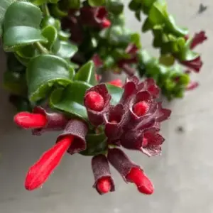 Red Lipstick Plant Live Vine 4 Inch Pot Red Aeschynanthus for Indoor Outdoor Garden