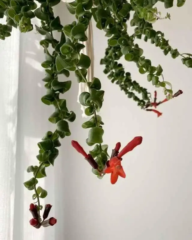 Red Lipstick Plant Live Vine 4 Inch Pot Red Aeschynanthus for Indoor Outdoor Garden