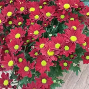 Red Mum Plants Live Chrysanthemum Flowers 5-6 Inch Tall Indoor Outdoor Gardening - Set of 2