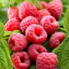 Red Raspberry Plants Live Edible Berries 5-10 Inches 2-Pack for Outdoor Planting