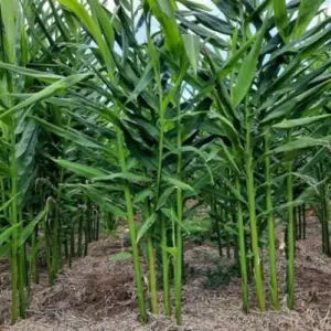 Red Shampoo Ginger Plant Live Awapuhi Zingiber Zerumbet Pinecone Blooms Starter 5-9in Tall No Pot Red Flower