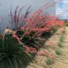 Red Yucca Live Plants, 2-Pack, 4-8" Tall, Succulent, Outdoor, Garden, Patio, Rock Garden Ready to Plant