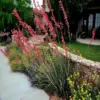 Red Yucca Plant Live Succulent 4-8 inch Tall 4 inch Pot Hardy Outdoor Landscaping