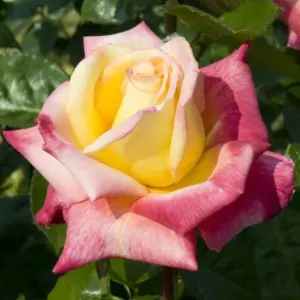 Rose Bush Live Plant Hybrid Tea, 5-10" Tall, Fragrant Flowers, Well Rooted for Indoor/Outdoor Planting