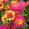 Rose Trailing Lantana Plants Live - 2 Pack, Fragrant Butterfly Perennial Flowers for Outdoor Planting
