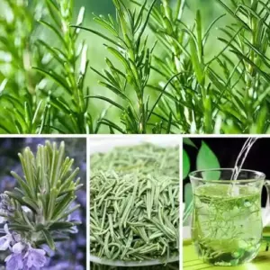 Rosemary Plants Live Starter Herb 5-7 Inch, Pot 4 Inch, for Indoor & Outdoor Gardening