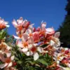 Salmon Oleander Live Plant Shrub Outdoor Growing 4-8 Inches Vibrant Blooms