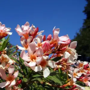 Salmon Oleander Live Plant Shrub Outdoor Growing 4-8 Inches Vibrant Blooms