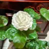Sambac Jasmine Plant Live Maid of Orleans, Fragrant Tea, 5-9" Tall, Outdoor, Full Sun