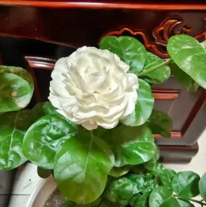 Sambac Jasmine Plant Live Maid of Orleans, Fragrant Tea, 5-9" Tall, Outdoor, Full Sun