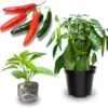 Serrano Pepper Plants Live 2-Pack, Well Rooted Seedlings, Hot Peppers for Year Round Harvesting