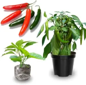Serrano Pepper Plants Live 2-Pack, Well Rooted Seedlings, Hot Peppers for Year Round Harvesting
